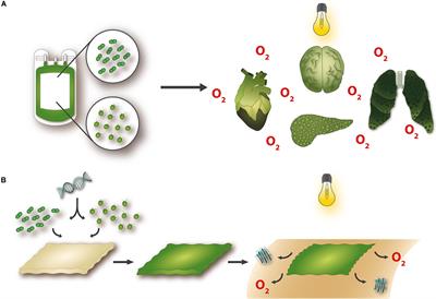 Photosymbiosis for Biomedical Applications